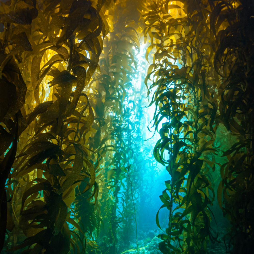 Ocean Grown Kelp (coming soon)